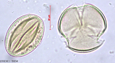 Cariniana estrellensis - lame n° 29433
